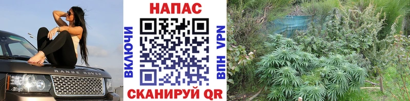 сколько стоит  Пятигорск  Марихуана THC 21% 